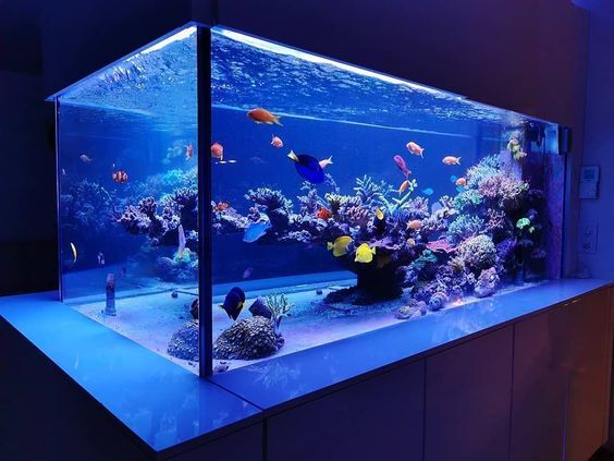 Evaporated Water In a Fish Tank